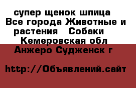 супер щенок шпица - Все города Животные и растения » Собаки   . Кемеровская обл.,Анжеро-Судженск г.